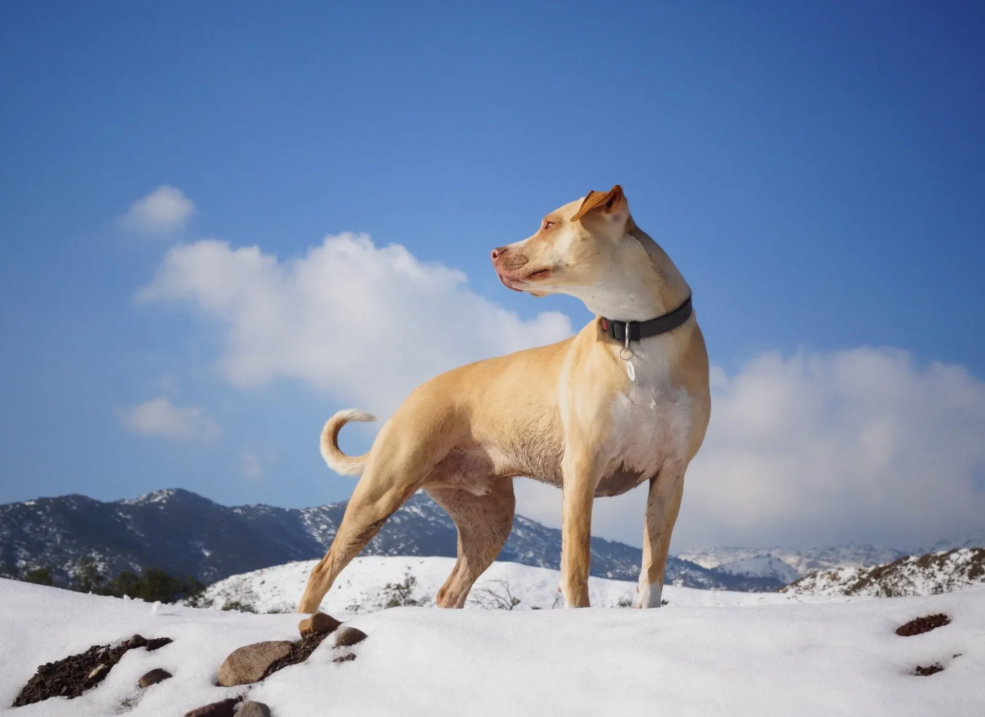 perro-activo-frio