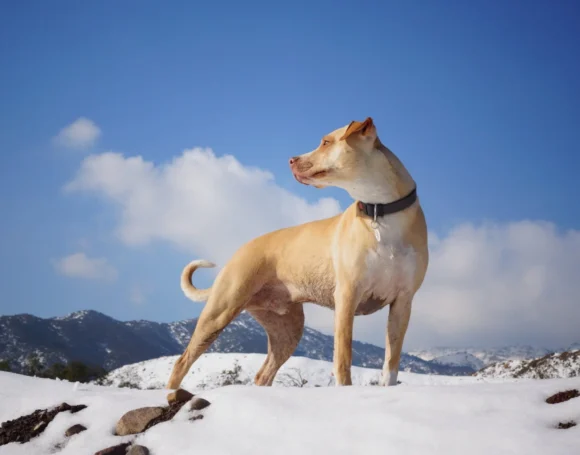 perro-activo-frio