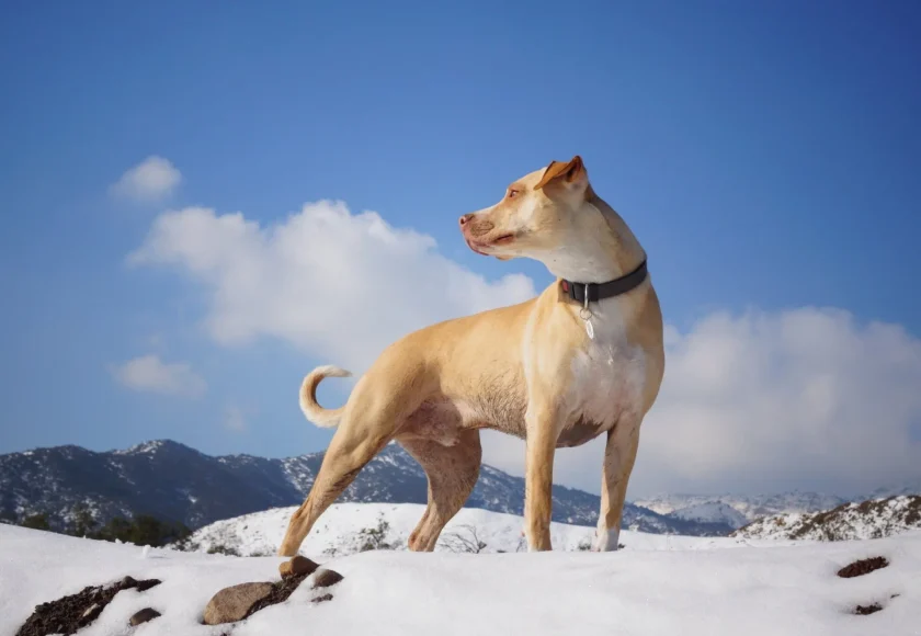 perro-activo-frio