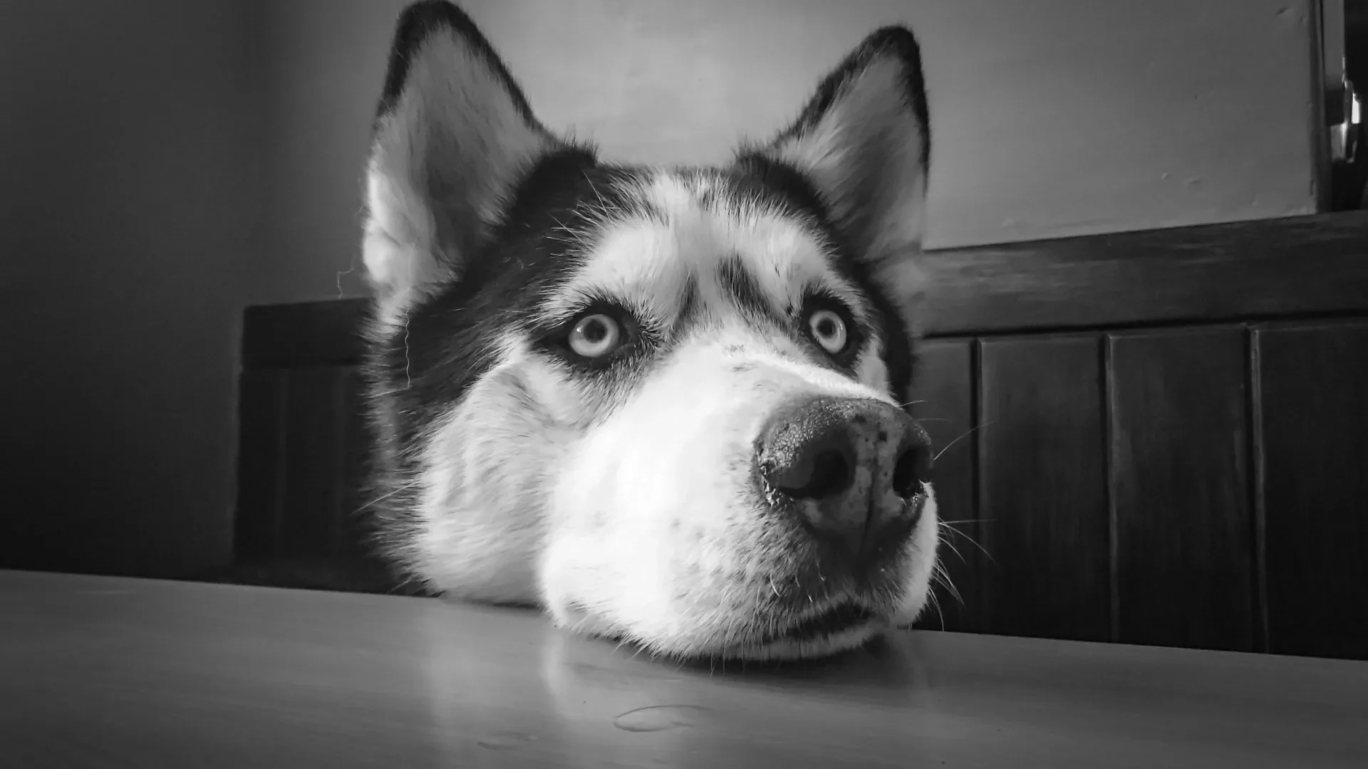 ¿Siberian Husky qué debo saber?