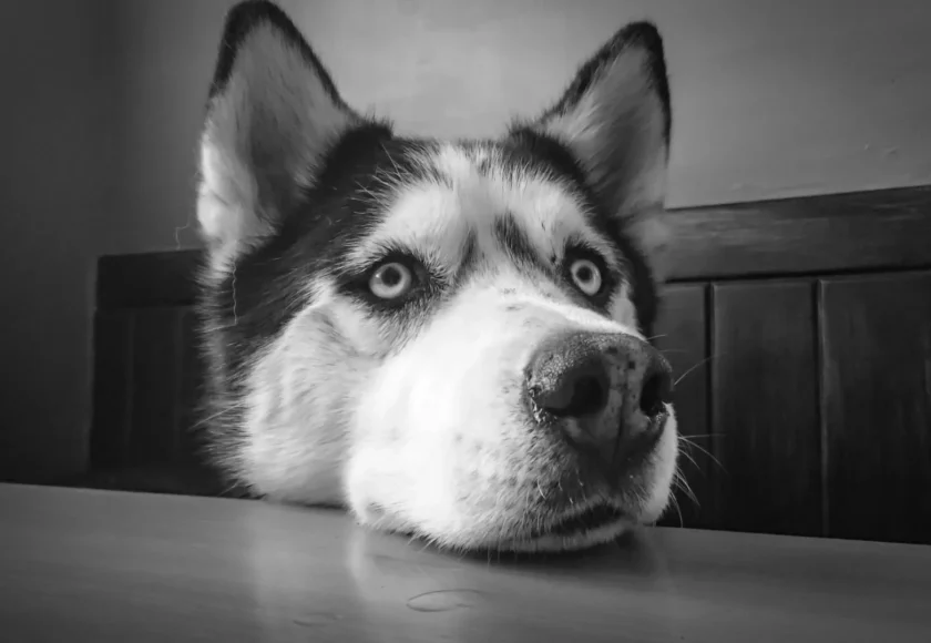 ¿Siberian Husky qué debo saber?