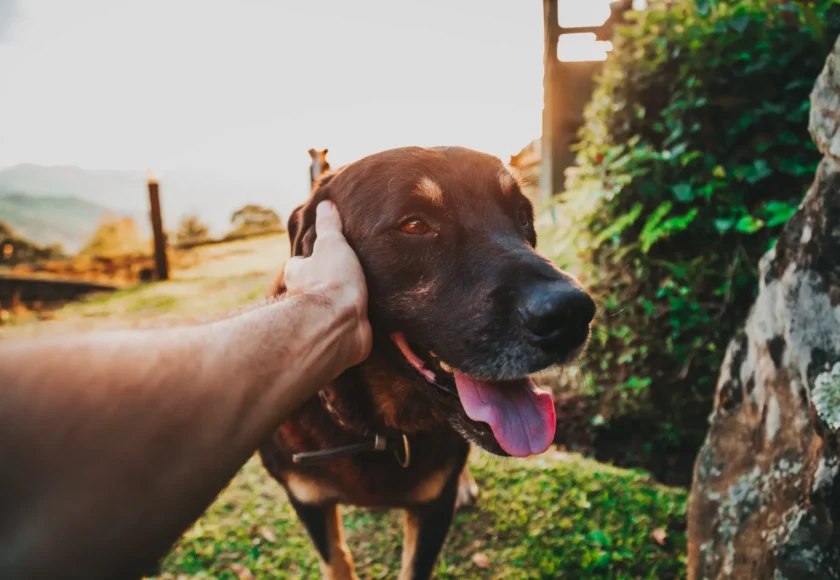 entrenador-perros