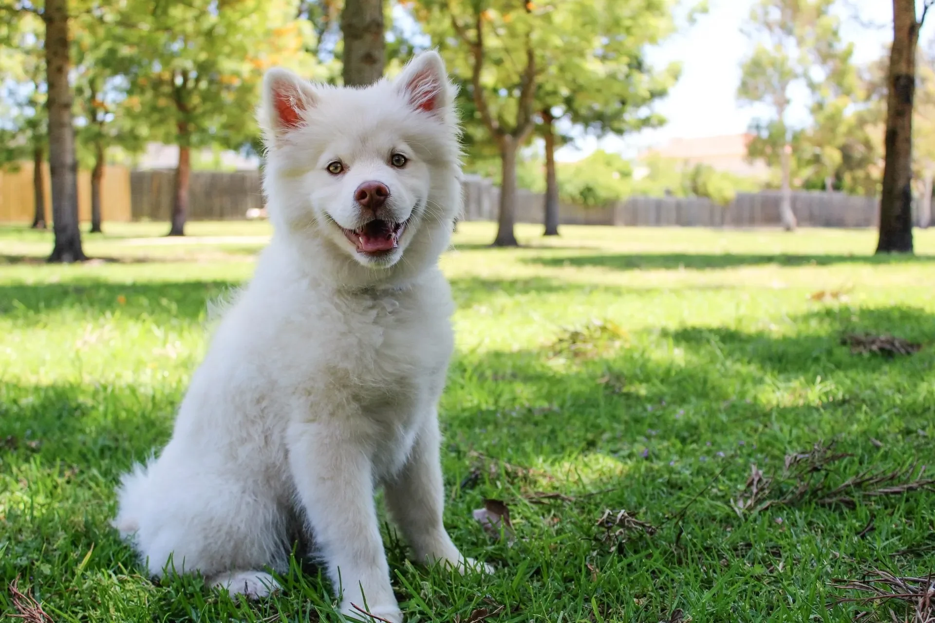 Razones por las que un Perro Come Heces (Coprofagia)