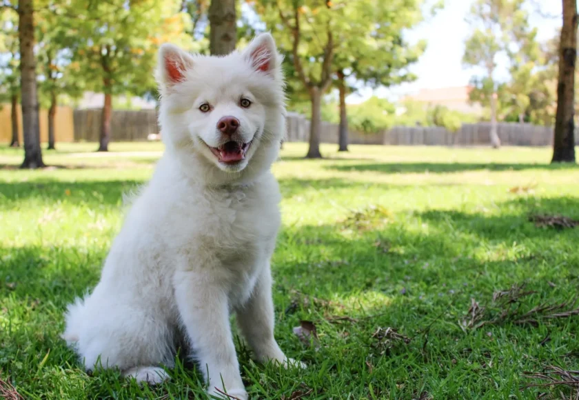 Razones por las que un Perro Come Heces (Coprofagia)