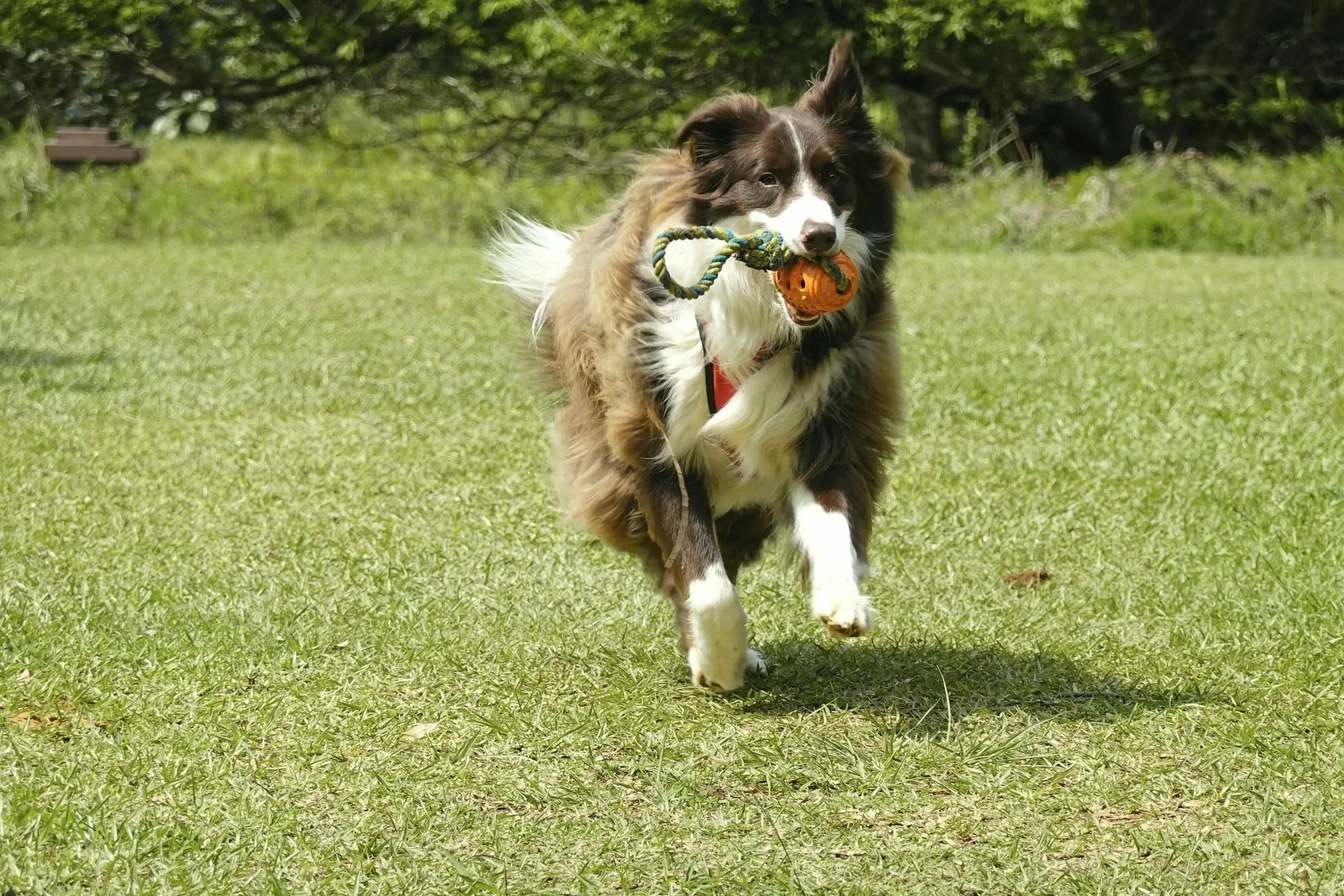 cosas-que-debes-saber-sobre-los-border-collies