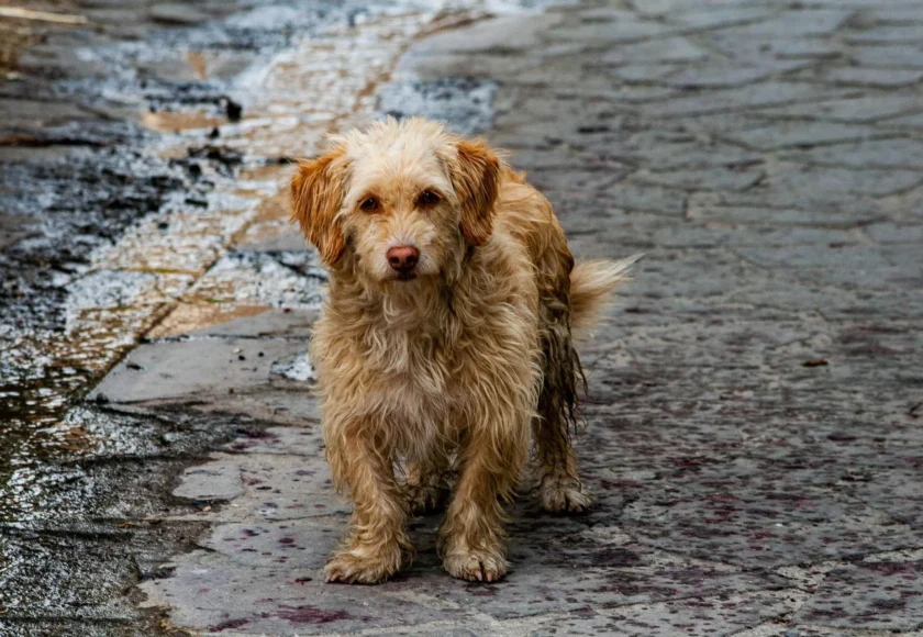 mi-perro-puede-tomar-agua-de-los-charcos