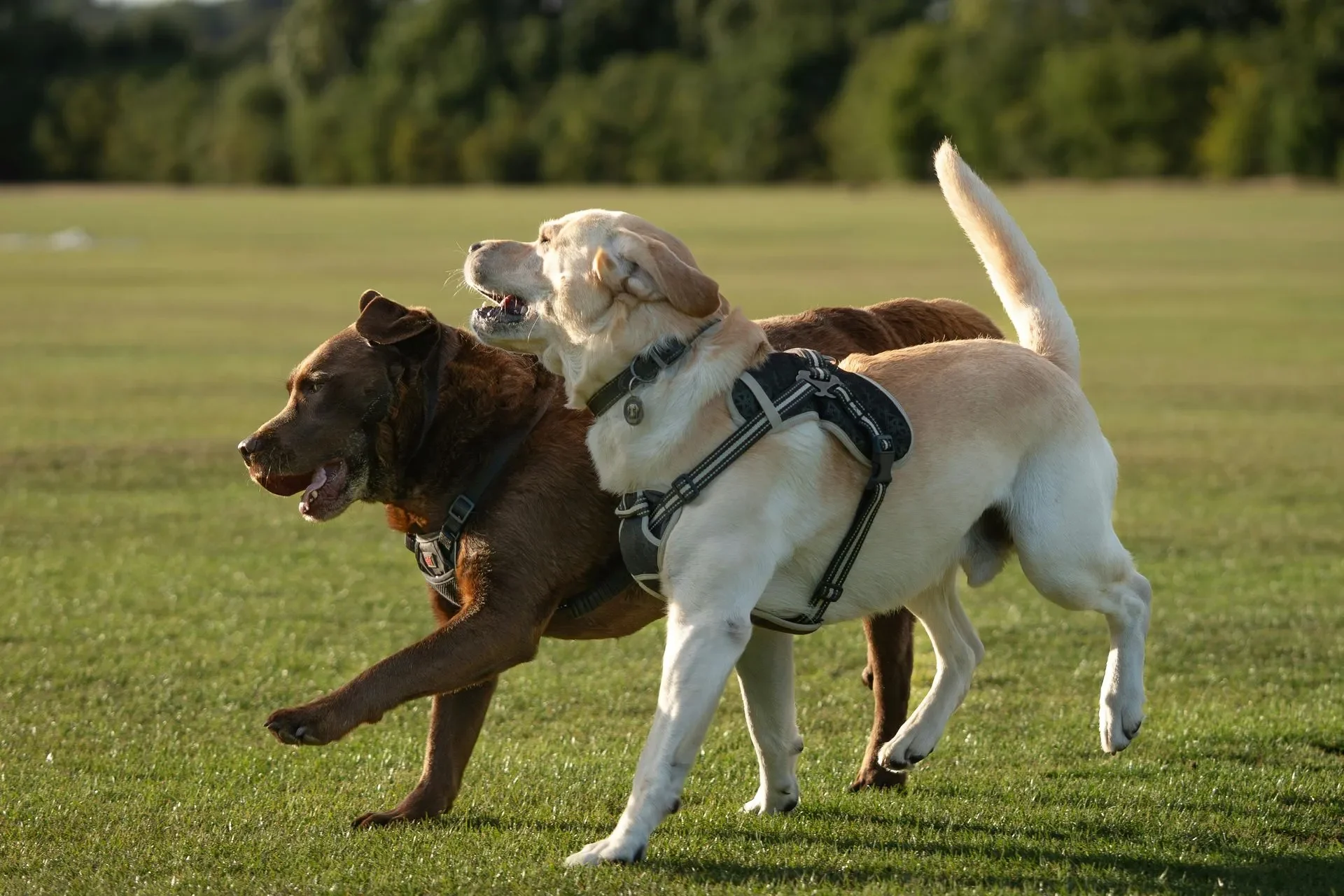 enfermedades-respiratorias-en-perros