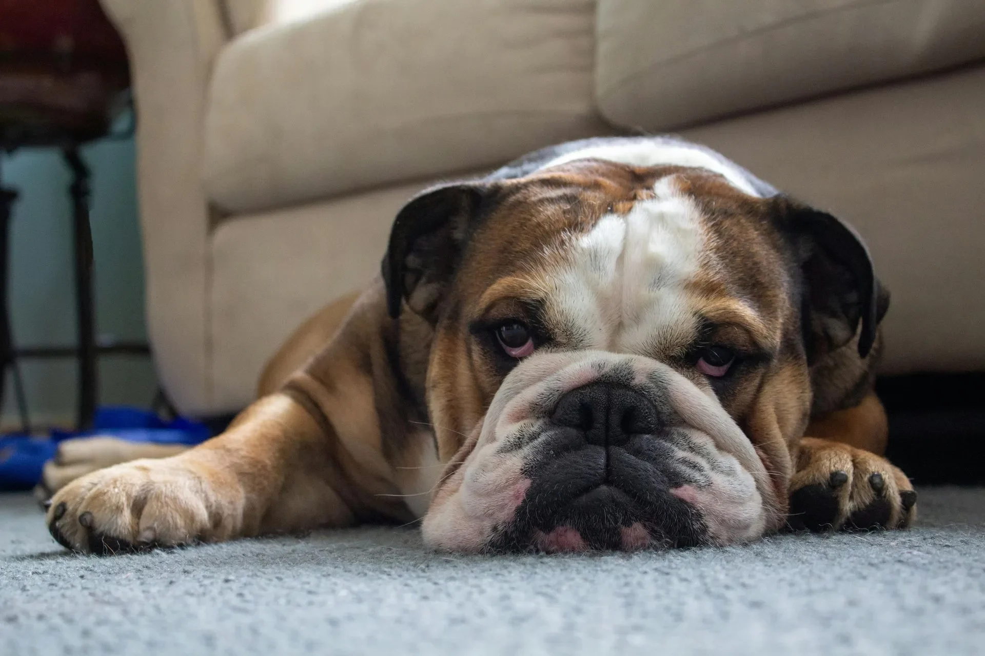 bulldog-ingles-lo-bueno-y-lo-dificil-de-esta-raza