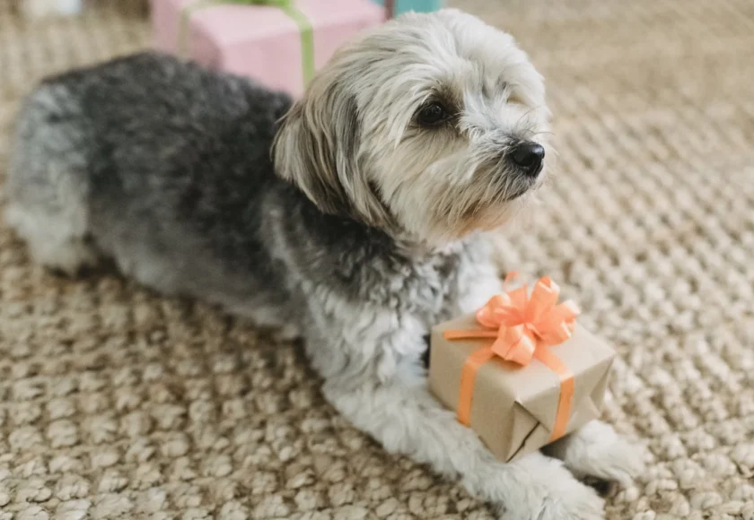 regalar-perros-navidad