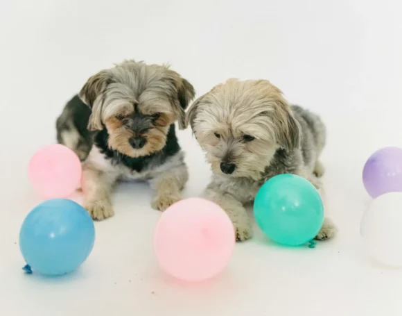perros-chiquitos-y-razas-toy-como-cuidarlos