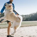 Cómo Enseñarle a mi Perro a No Brincarle a la Gente