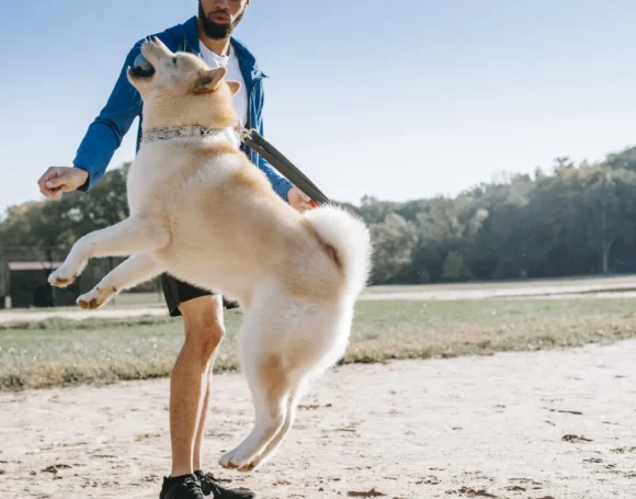 perro-brincar-gente
