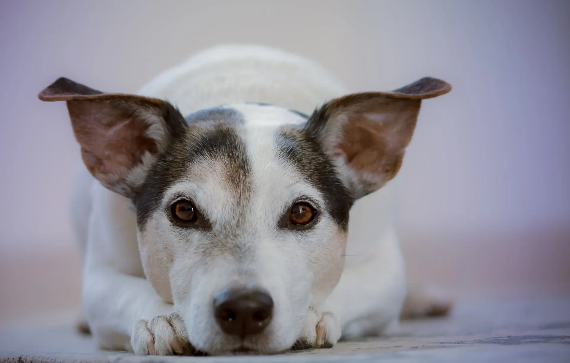 sintomas-otitis-infeccion-en-oido-perros
