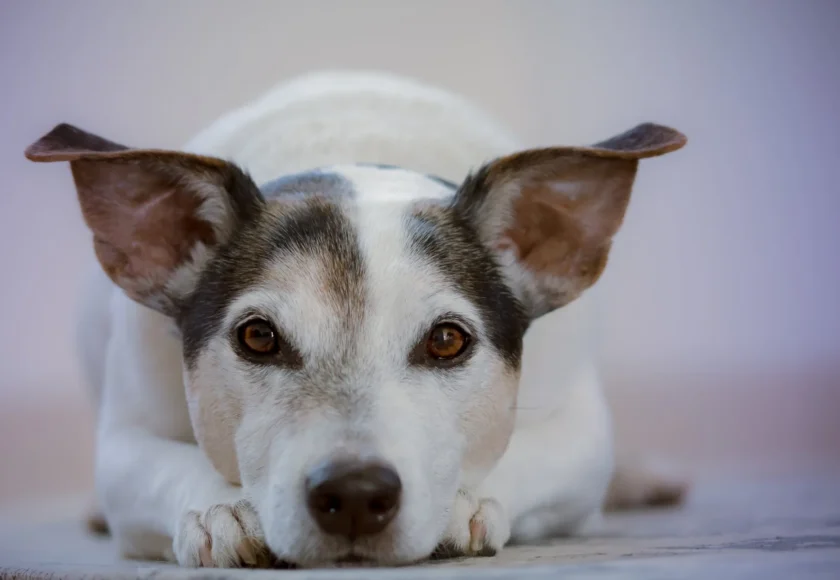 sintomas-otitis-infeccion-en-oido-perros