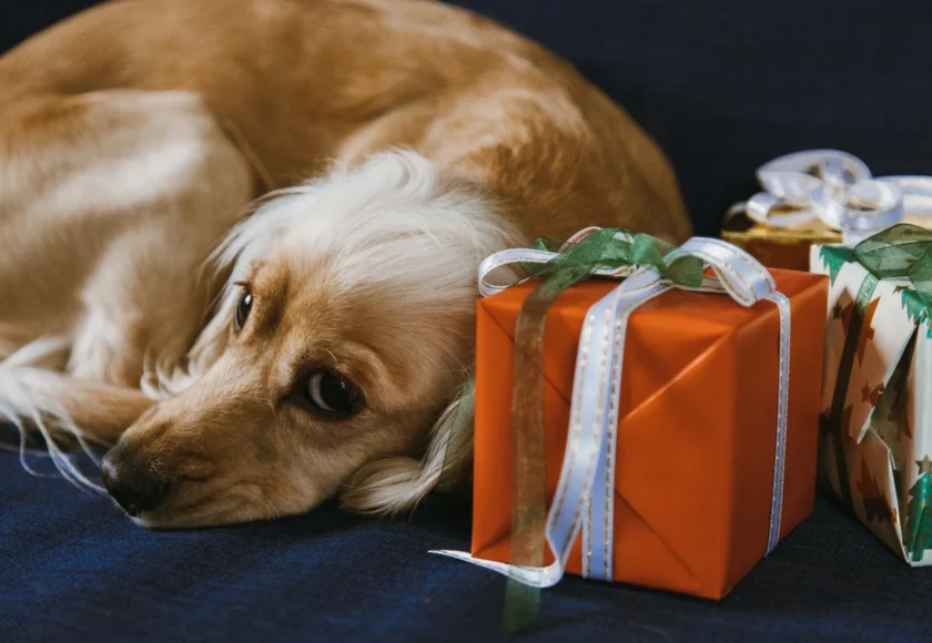 obsequiar-perro-navidad