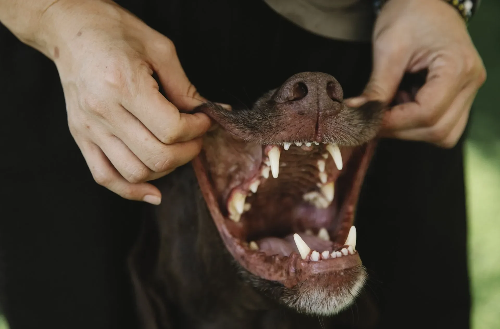 limpieza-dental-para-perro
