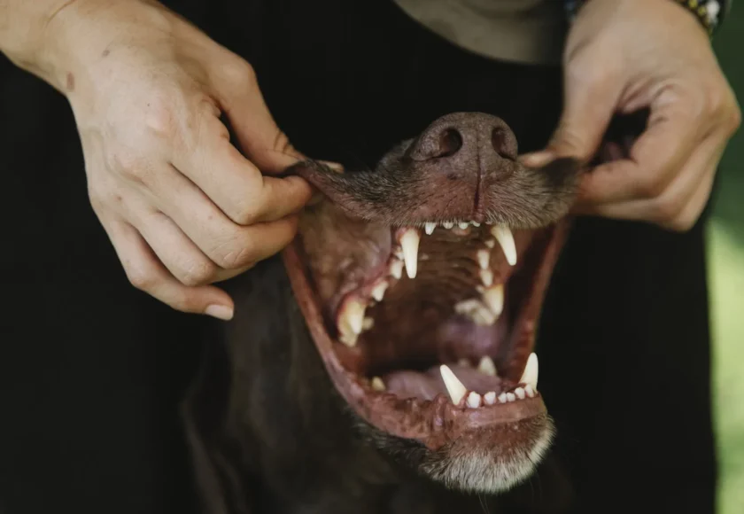 limpieza-dental-para-perro