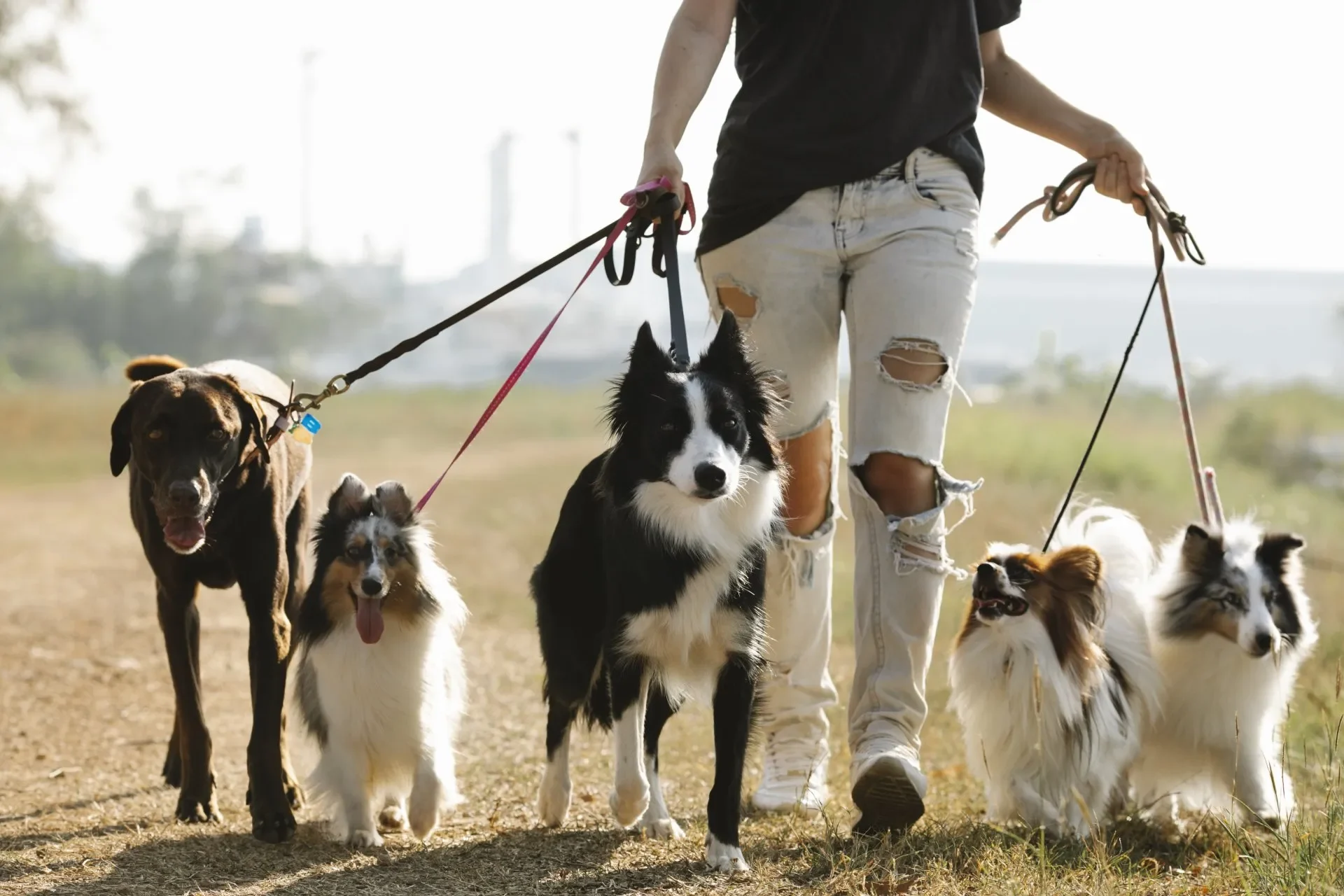 mejores-paseos-perro