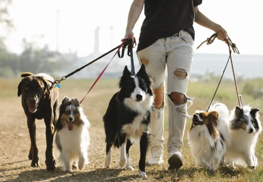 mejores-paseos-perro