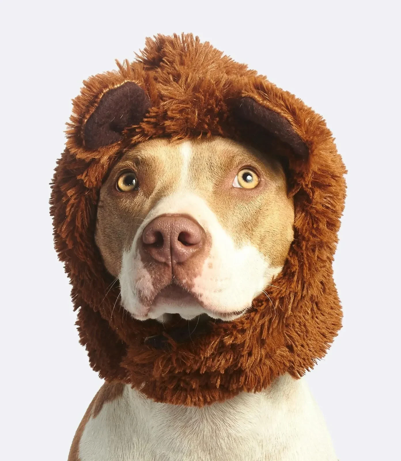 todo-sobre-los-perros-pitbull-mitos-y-verdades