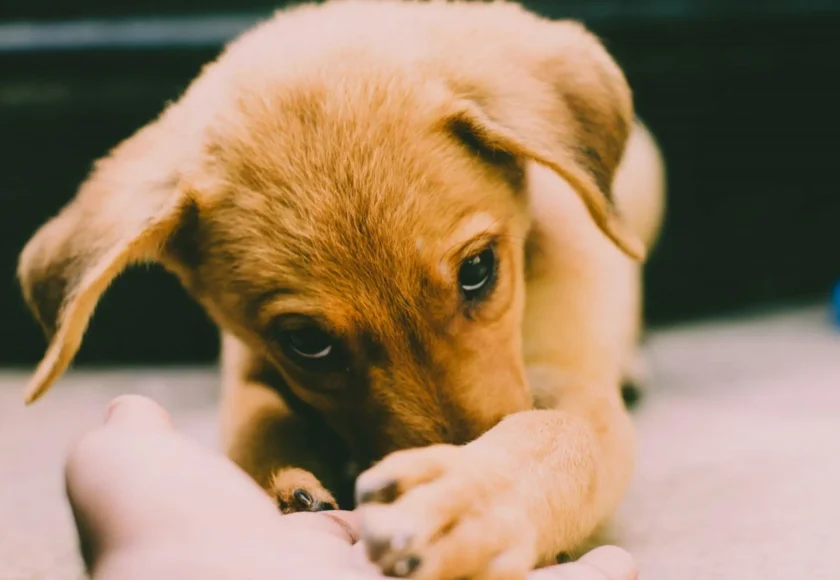 Todas las vacunas para cachorros
