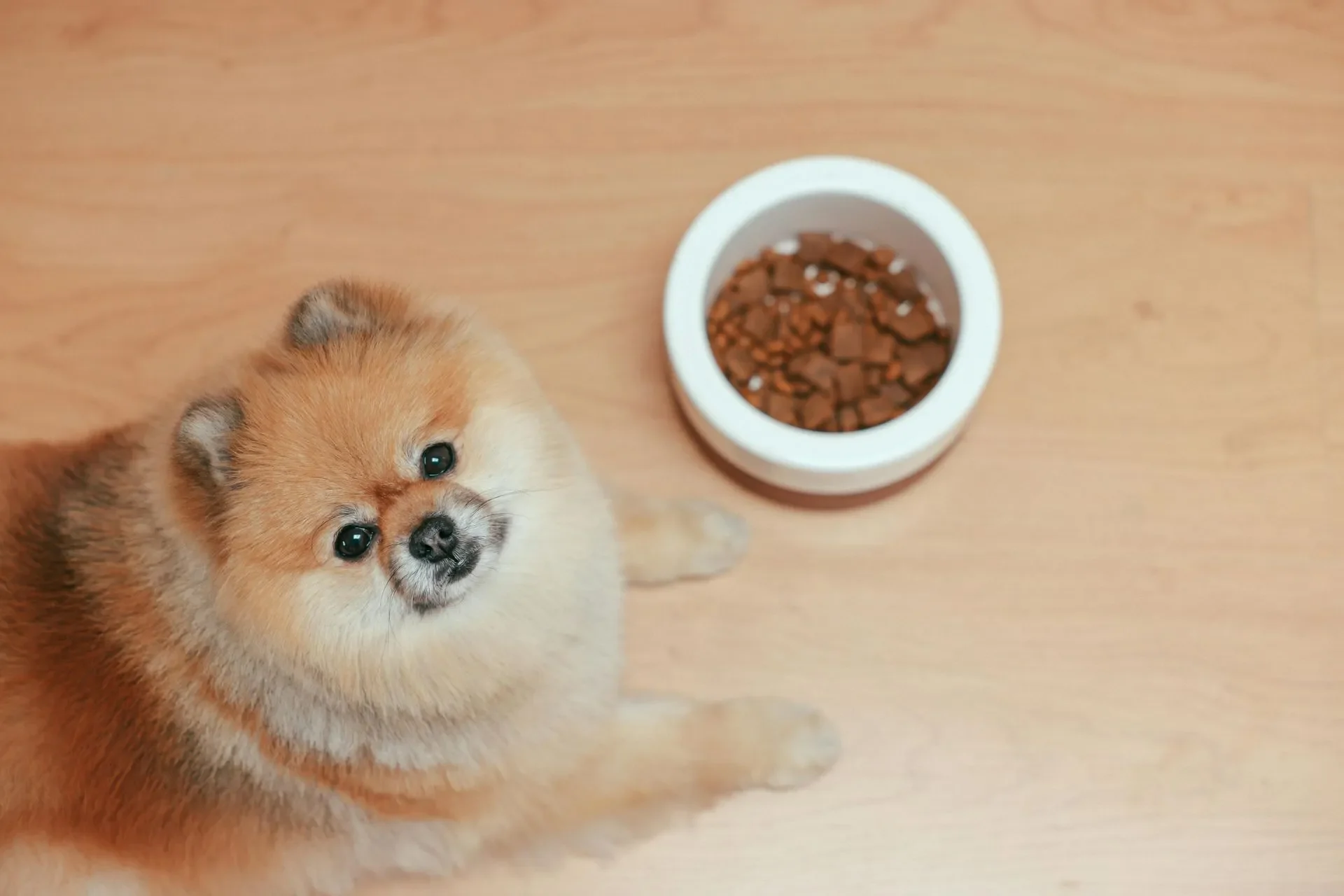 pomerania-en-la-cdmx-todo-lo-que-tienes-que-saber