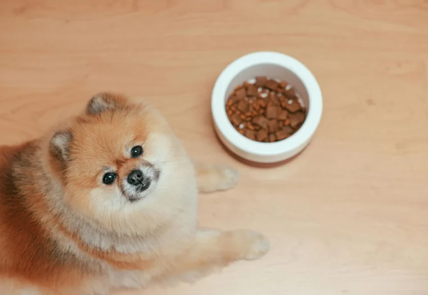 pomerania-en-la-cdmx-todo-lo-que-tienes-que-saber