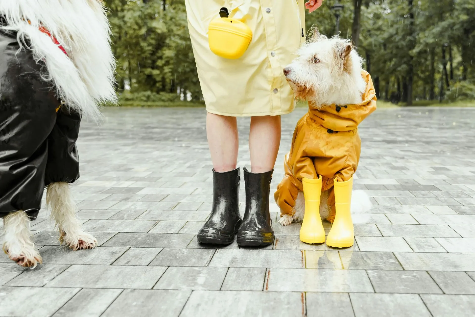Empezaron las lluvias, cuida a tu perrito en los paseos