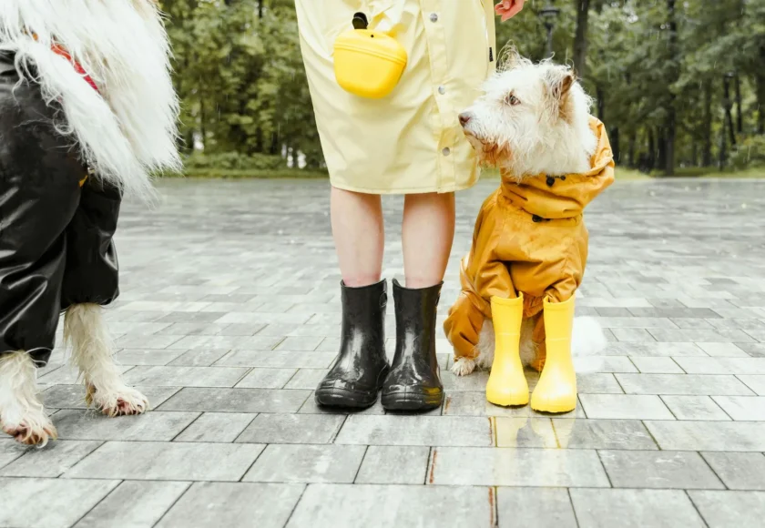Empezaron las lluvias, cuida a tu perrito en los paseos