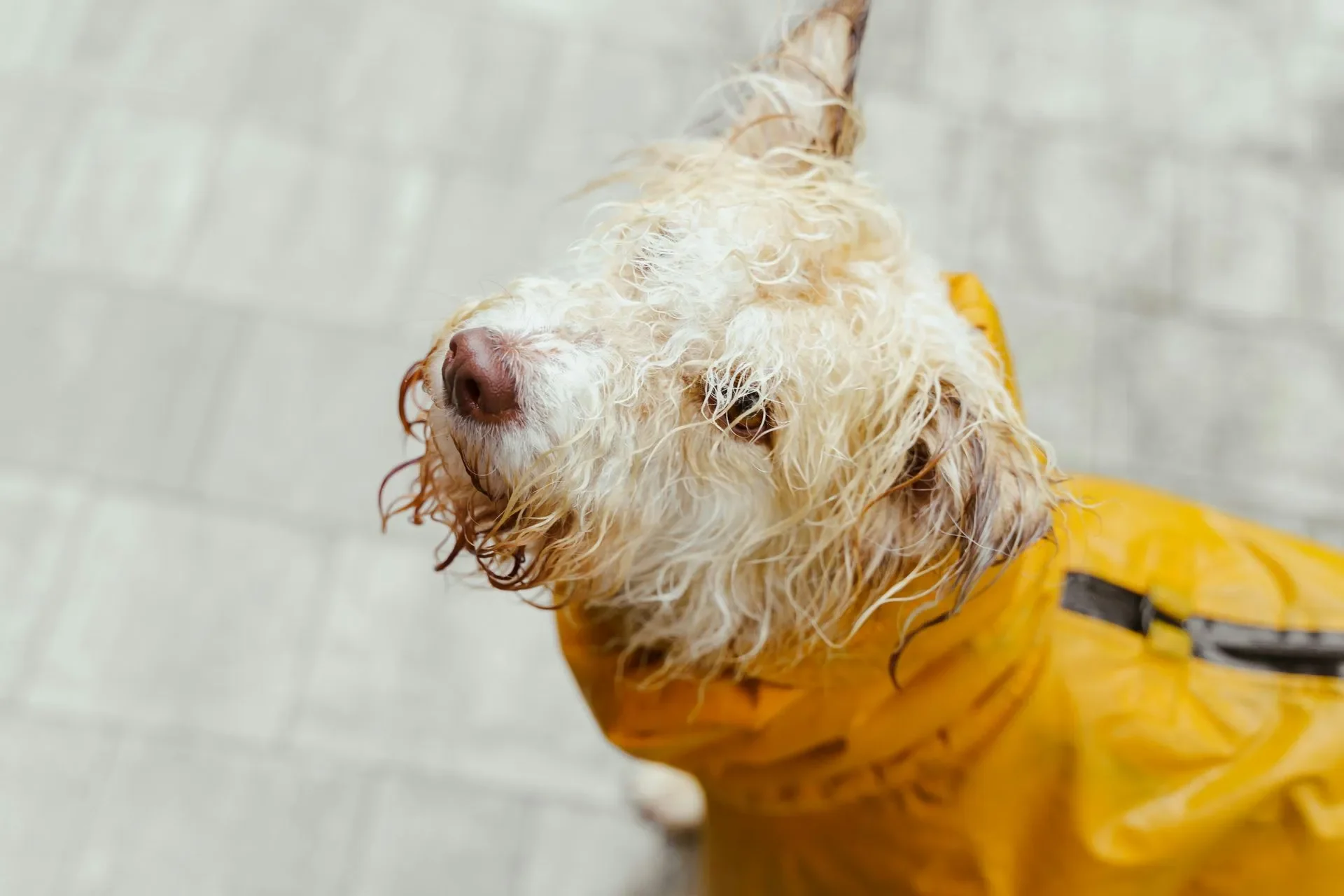 ¿Cómo secar a tu perro al volver del paseo?