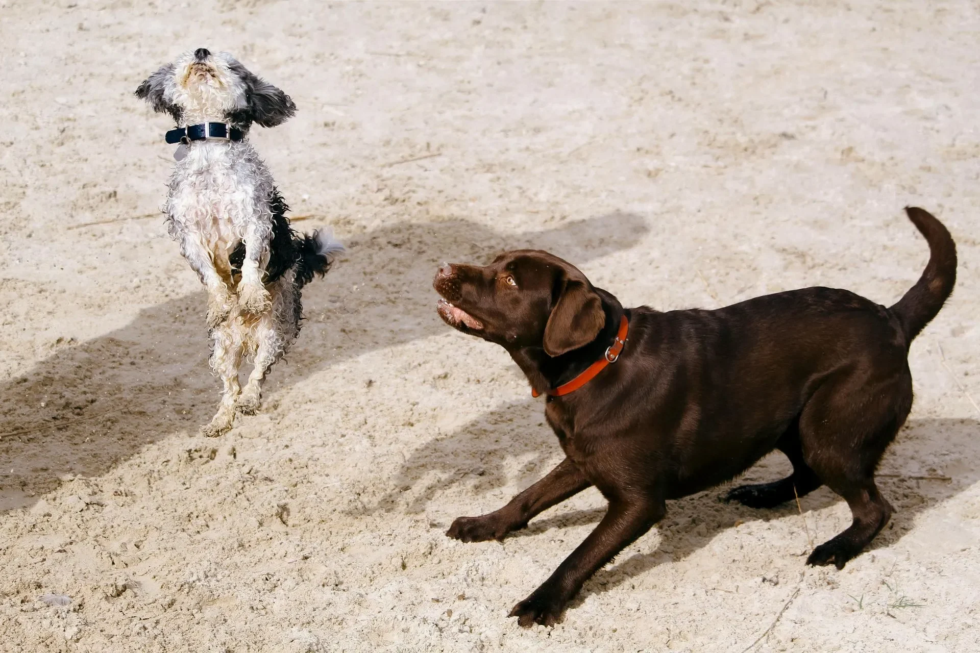 buscas-la-mejor-pension-para-perros