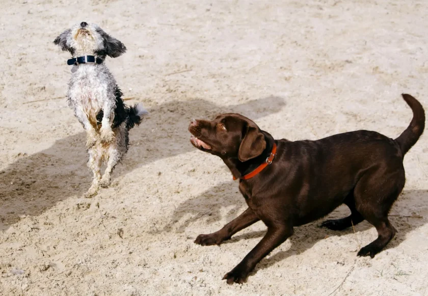 buscas-la-mejor-pension-para-perros
