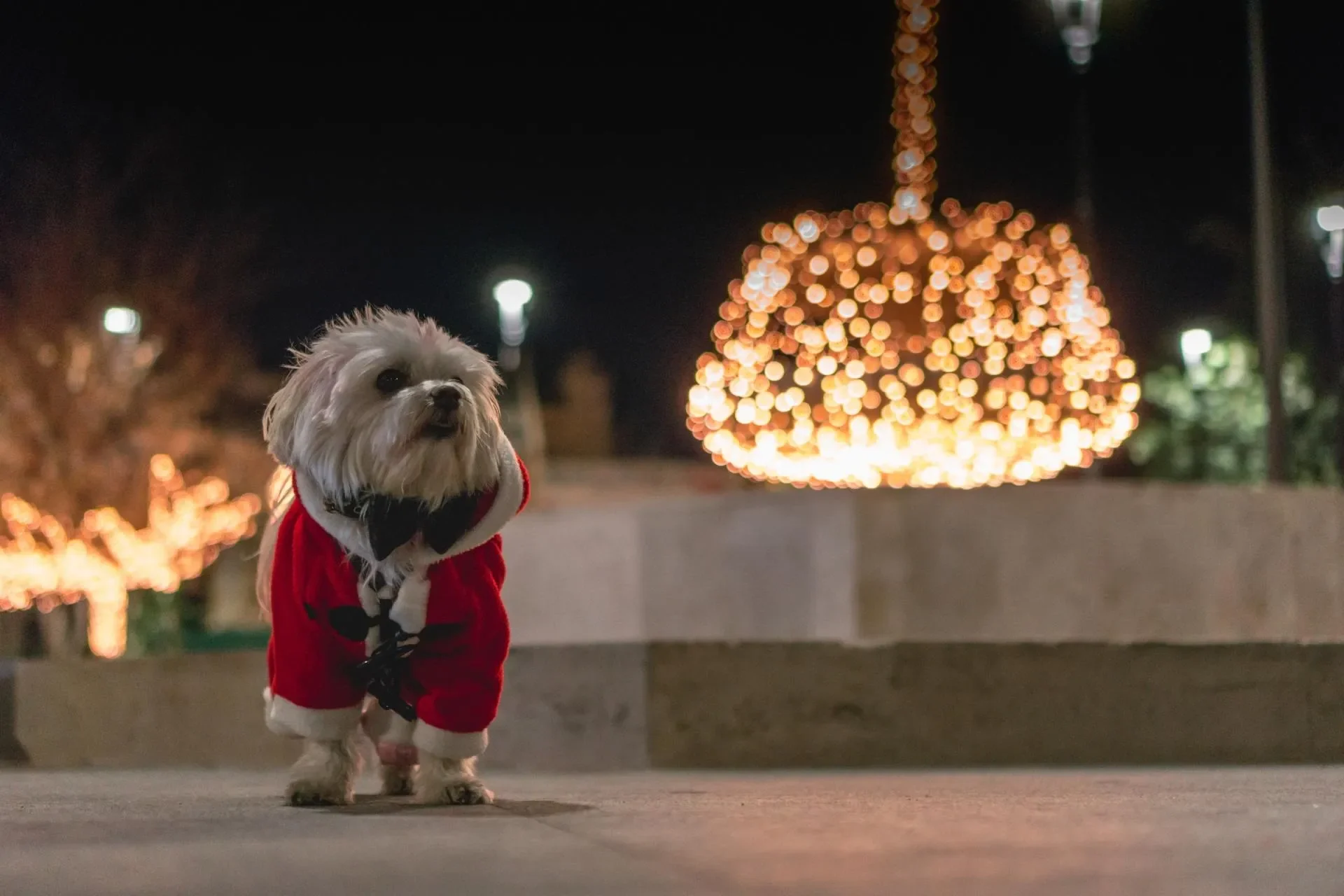 feliz-navidad-perro