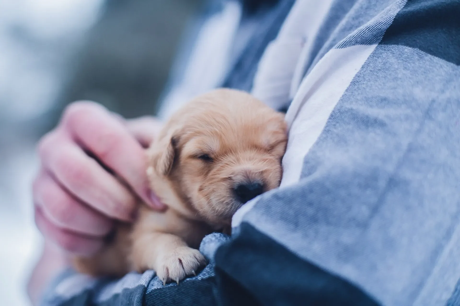 pension-para-perros/cinco-razones-por-las-que-te-conviene-la-pension-para-perros