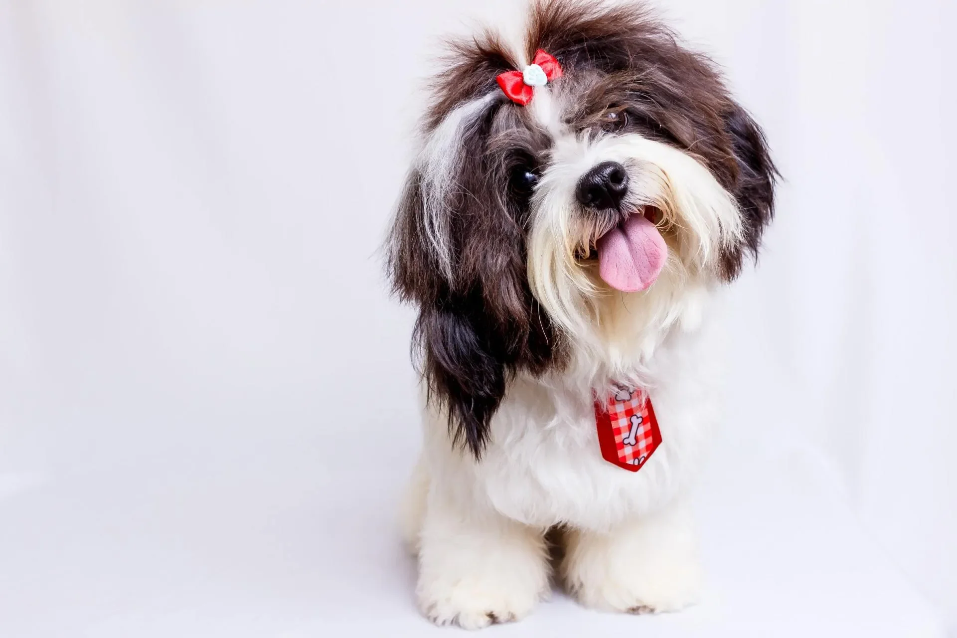 nombre-perro-perfecto