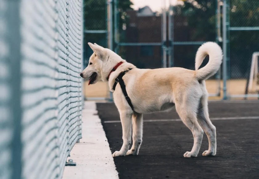 Cortar las Orejas y la Cola de los Perros es Cosa del Pasado
