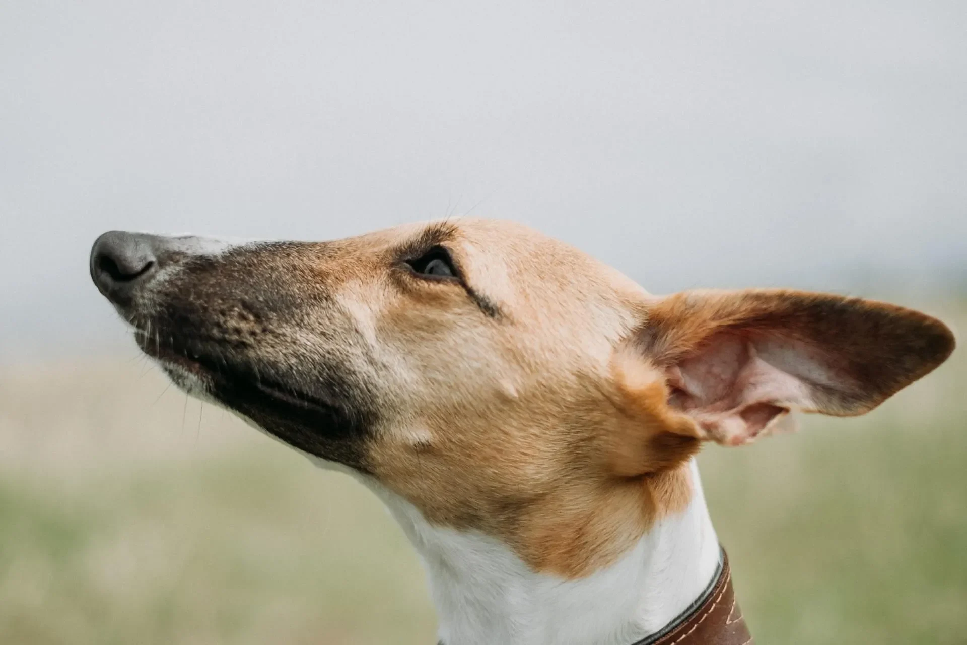 guarderia-canina/cinco-razones-por-las-que-es-bueno-llevar-a-tu-perro-a-guarderia-canina