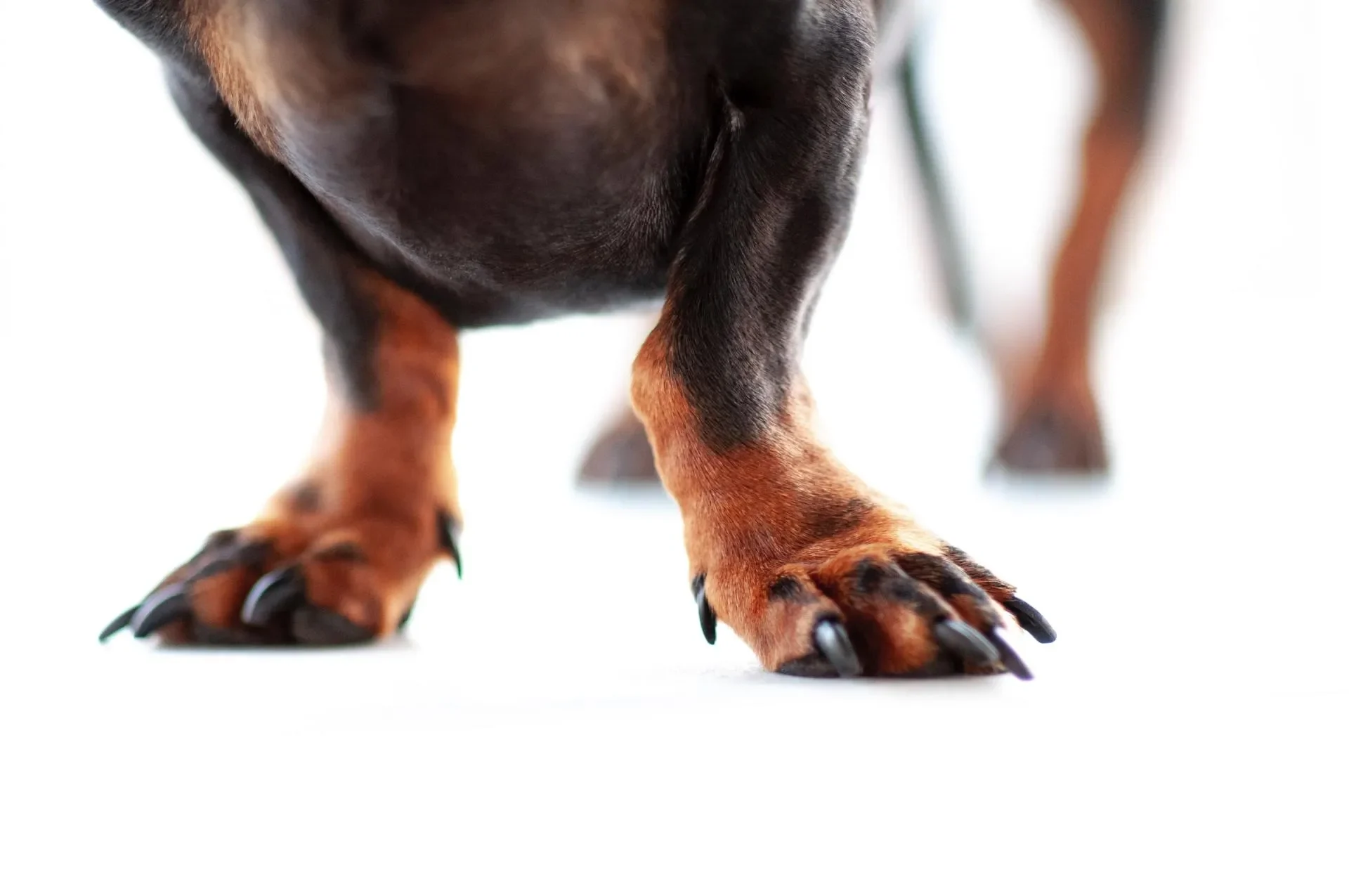 patas-perros
