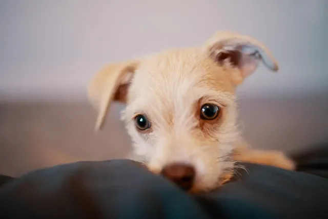 saber-tener-cachorro