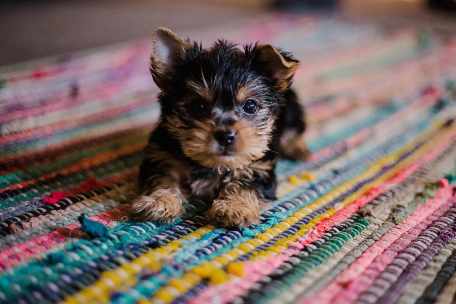 como-socializar-a-mi-cachorro