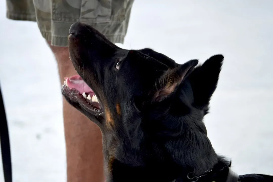 ¿Por Qué Hay Sangre en la Orina de mi Perro?