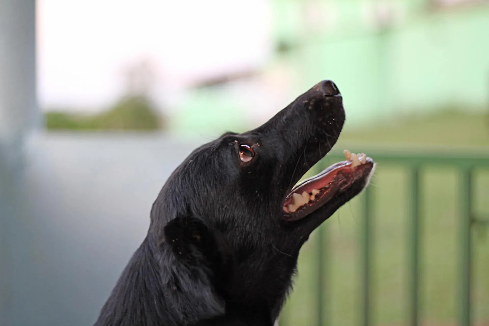 senales-perro-deshidratado