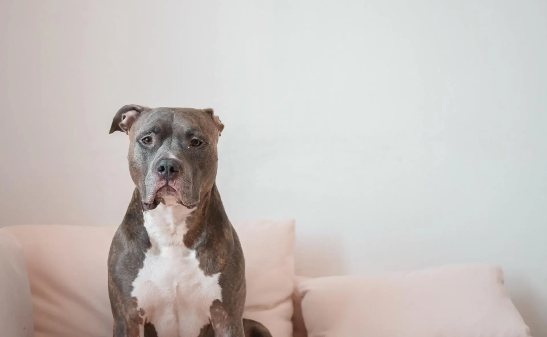 perro-cama-sofa