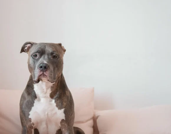 perro-cama-sofa