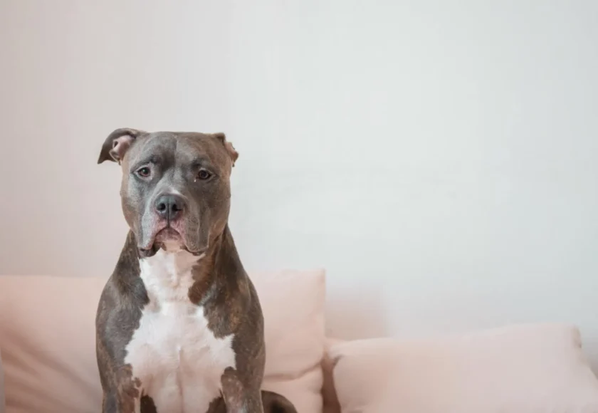perro-cama-sofa