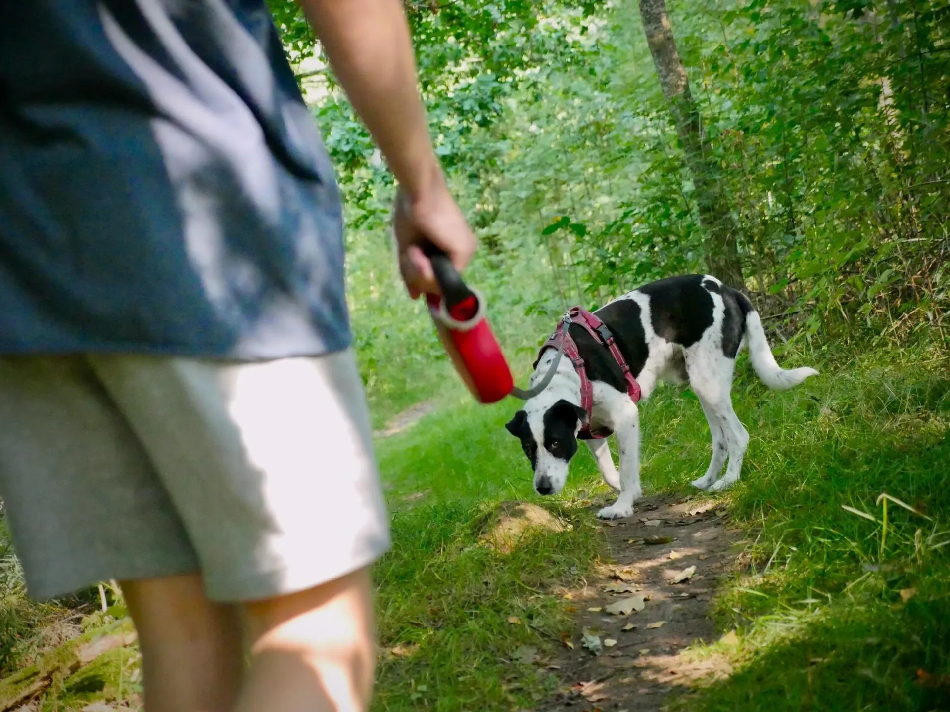 ¿Con qué Frecuencia Debes Pasear a un Perro?