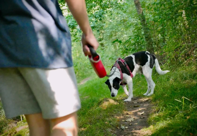 ¿Con qué Frecuencia Debes Pasear a un Perro?