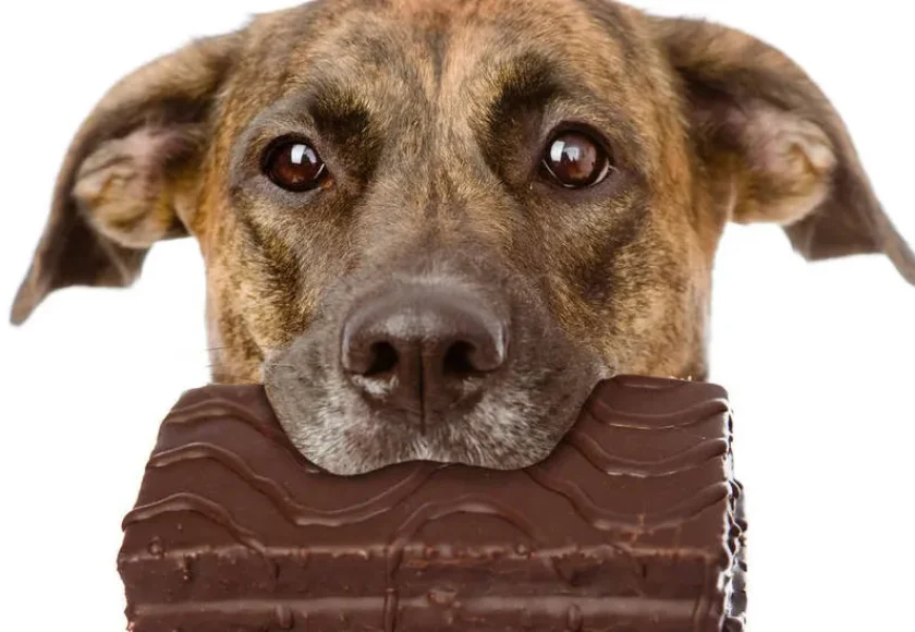 porque-es-tan-malo-para-los-perros-comer-chocolate-1920w