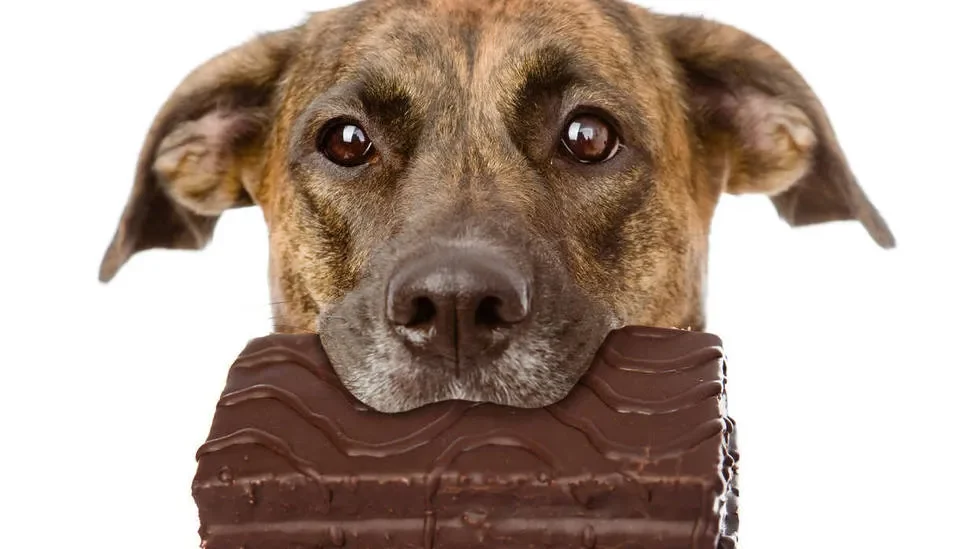 porque-es-tan-malo-para-los-perros-comer-chocolate-1920w