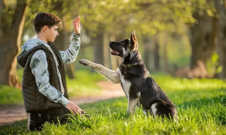 tipos-de-adiestramiento-canino-una-guia-completa